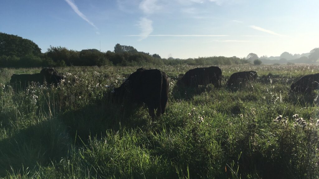 welsh-black-kvæg-der-græsser