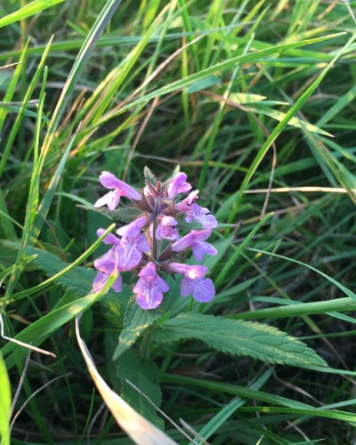 lilla-blomst