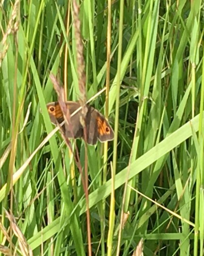 sommerfugl