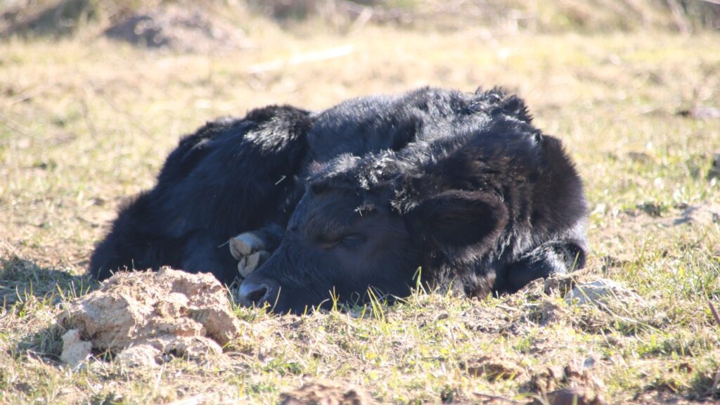 sovende-welsh-black-kalv